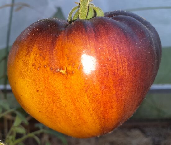 Солнечный Ветер